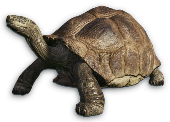 tortise.png